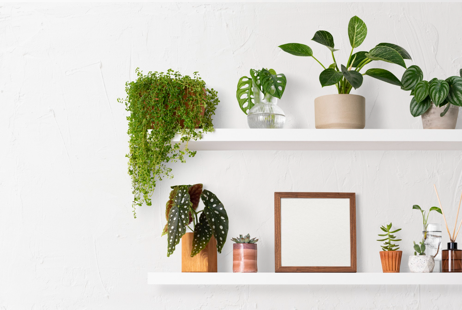 plantas en casa